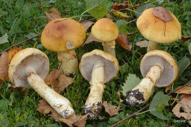 Павутинник жовтий або тріумфальний - Cortinarius triumphans Fr. або Cortinarius crocolitus
